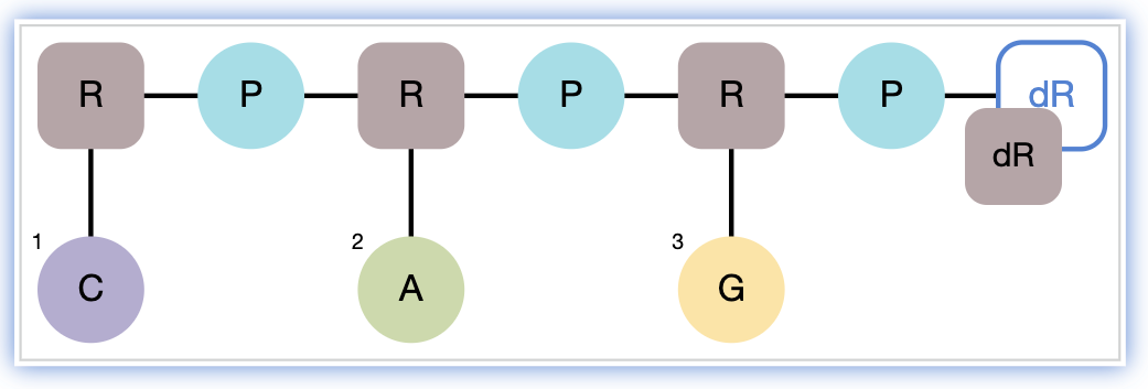 images/download/attachments/1806040/RNA_append_sugar.png