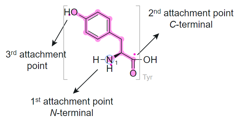 Expanded tyrosine